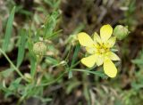 Potentilla orientalis. Верхушка побега с цветком и бутонами. Кыргызстан, Чуйская обл., окр. г. Бишкек восточнее с. Орто-Сай, предгорье, лог между холмами. 25.05.2019.