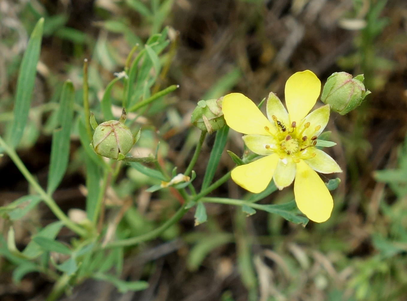 Image of Potentilla orientalis specimen.