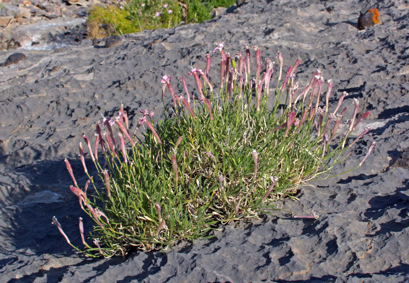 Image of Silene guntensis specimen.