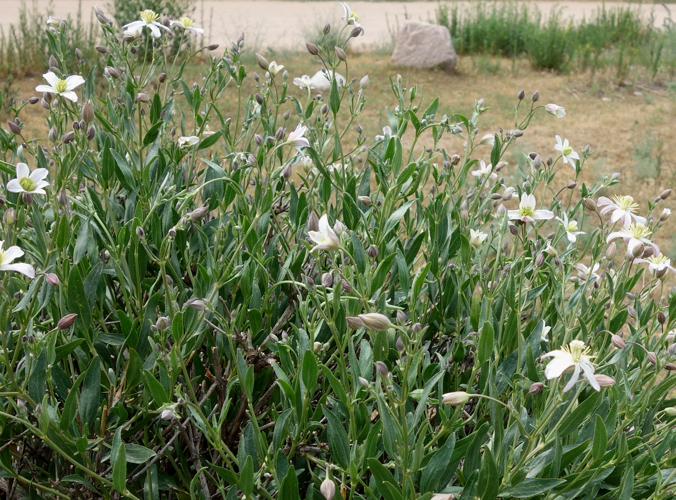 Image of Clematis songorica specimen.