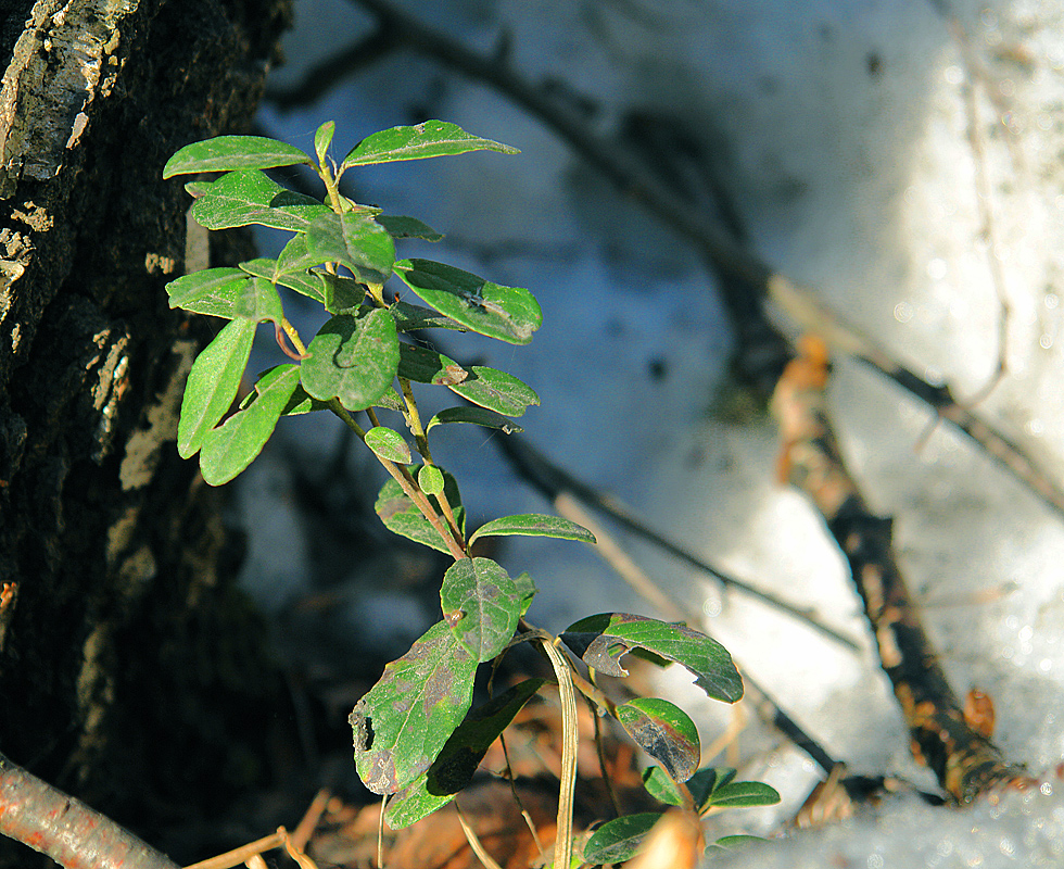 Image of Vaccinium vitis-idaea specimen.
