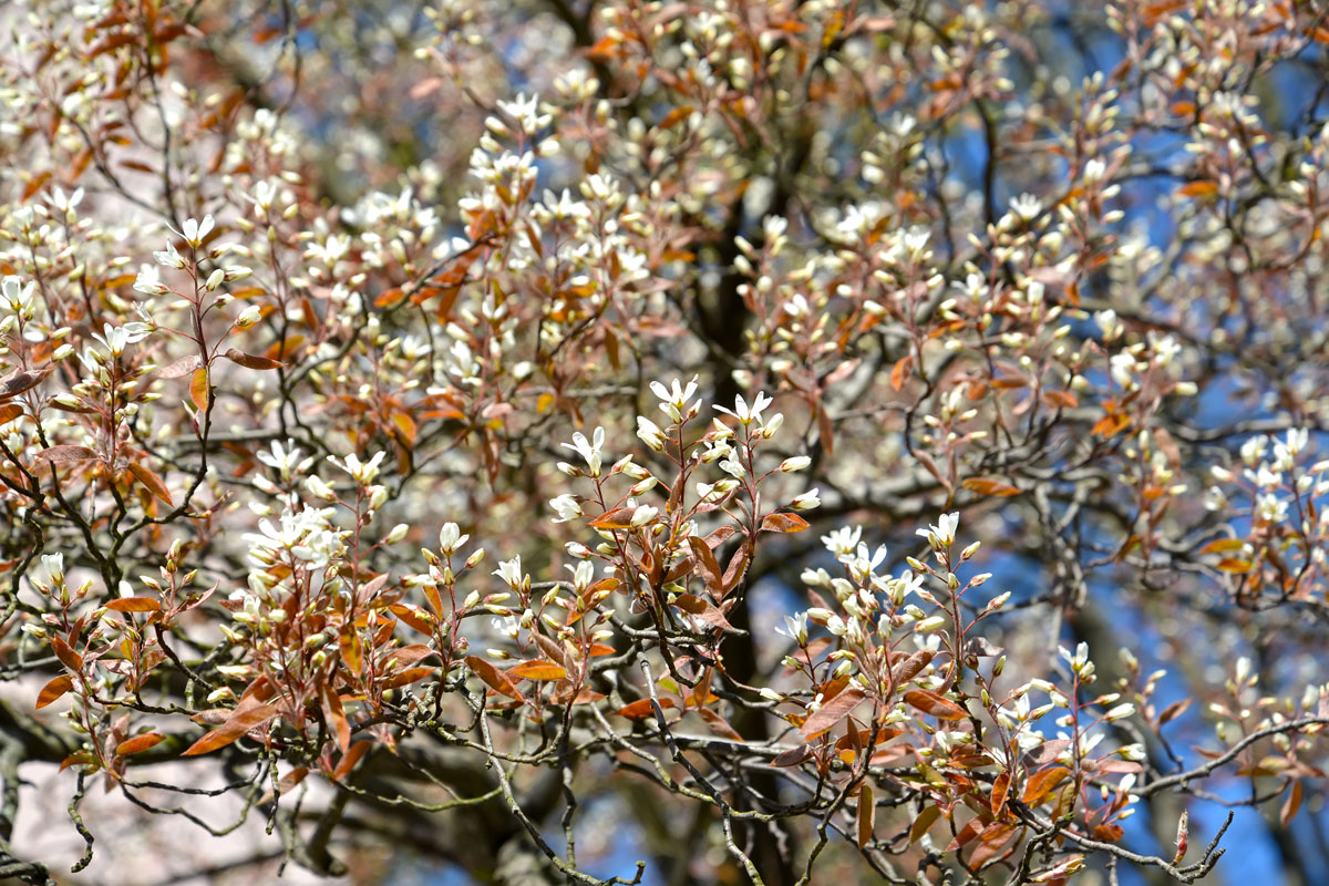 Изображение особи род Amelanchier.