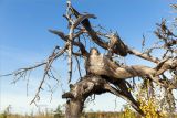 Pinus sylvestris. Верхушка сухого дерева с закрученным и обугленным после пожара стволом. Карелия, Муезерский р-н, гора Воттоваара, каменистая зарастающая гарь. 25.09.2019.