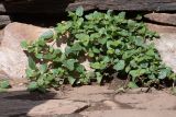 Boerhavia coccinea
