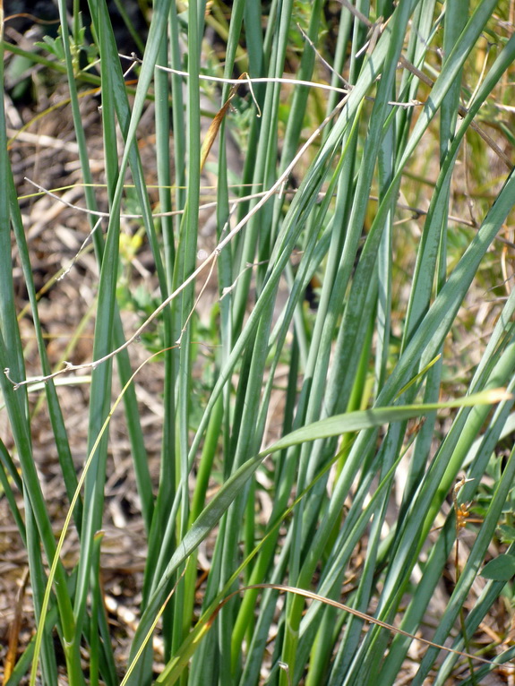 Image of Allium senescens ssp. glaucum specimen.