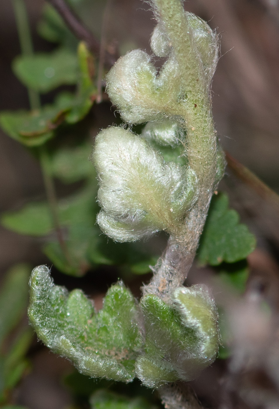 Image of Cheilanthes marlothii specimen.