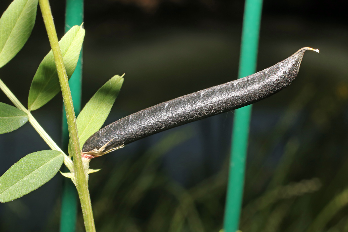 Image of Vicia angustifolia specimen.