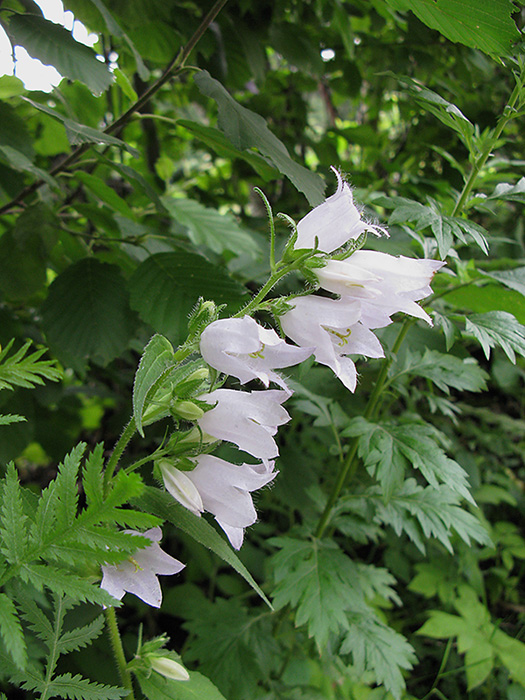 Изображение особи Campanula trachelium.