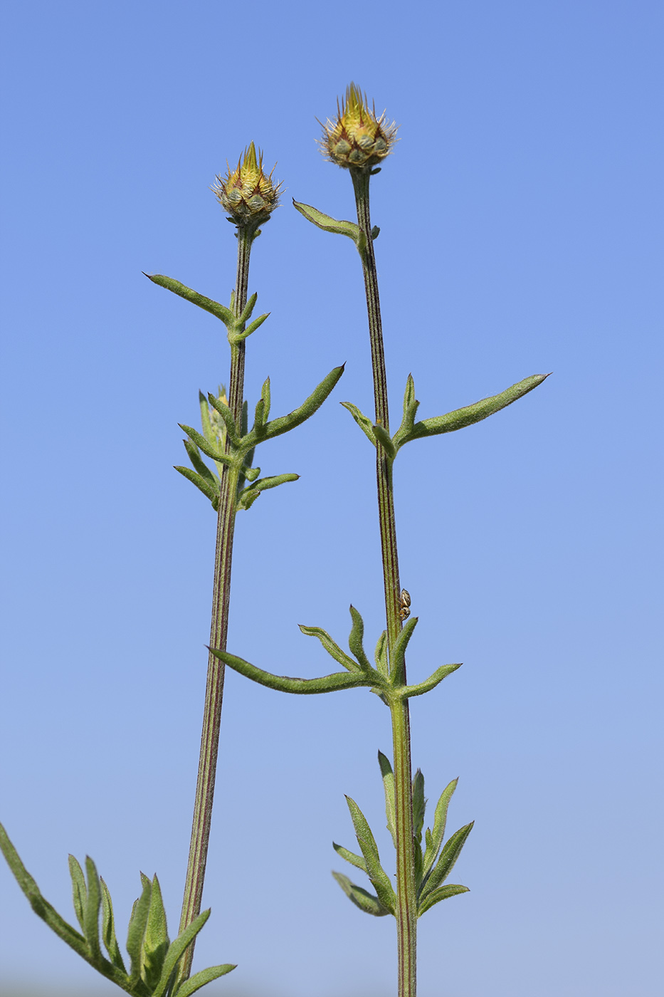 Image of Centaurea collina specimen.