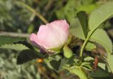 Rosa pygmaea. Верхушка ветви с цветком. Украина, г. Луганск, балка Калмыцкий яр. 04.06.2020.