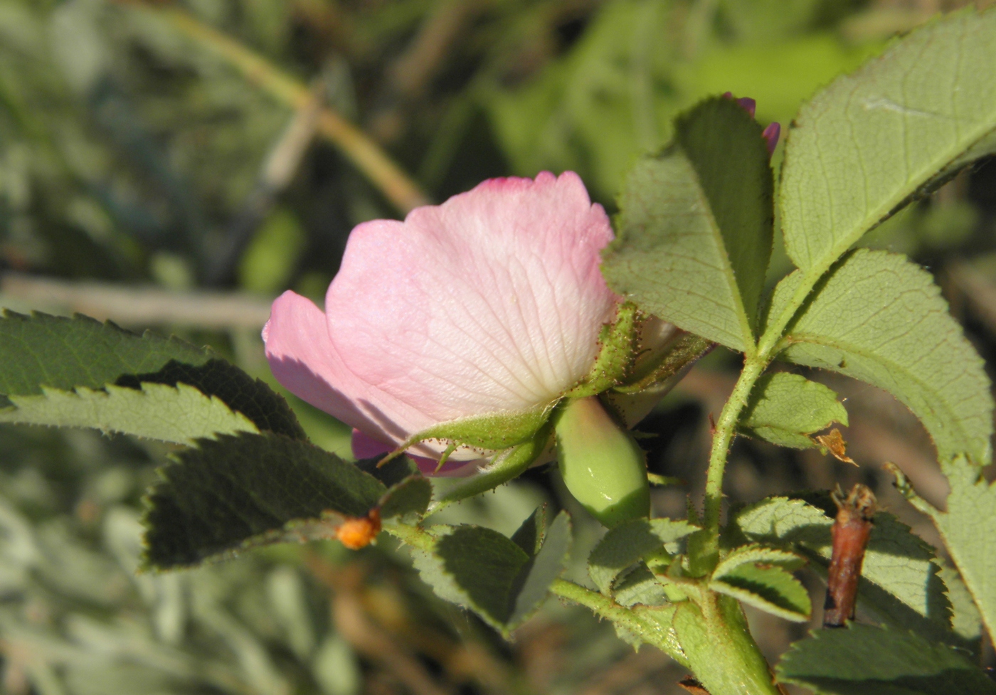 Изображение особи Rosa pygmaea.