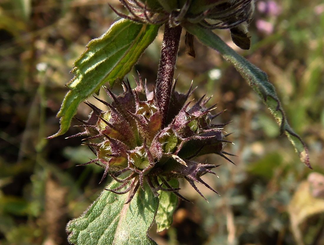 Image of Phlomoides hybrida specimen.
