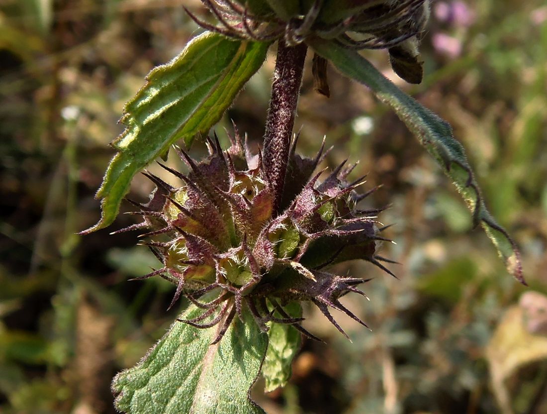 Изображение особи Phlomoides hybrida.