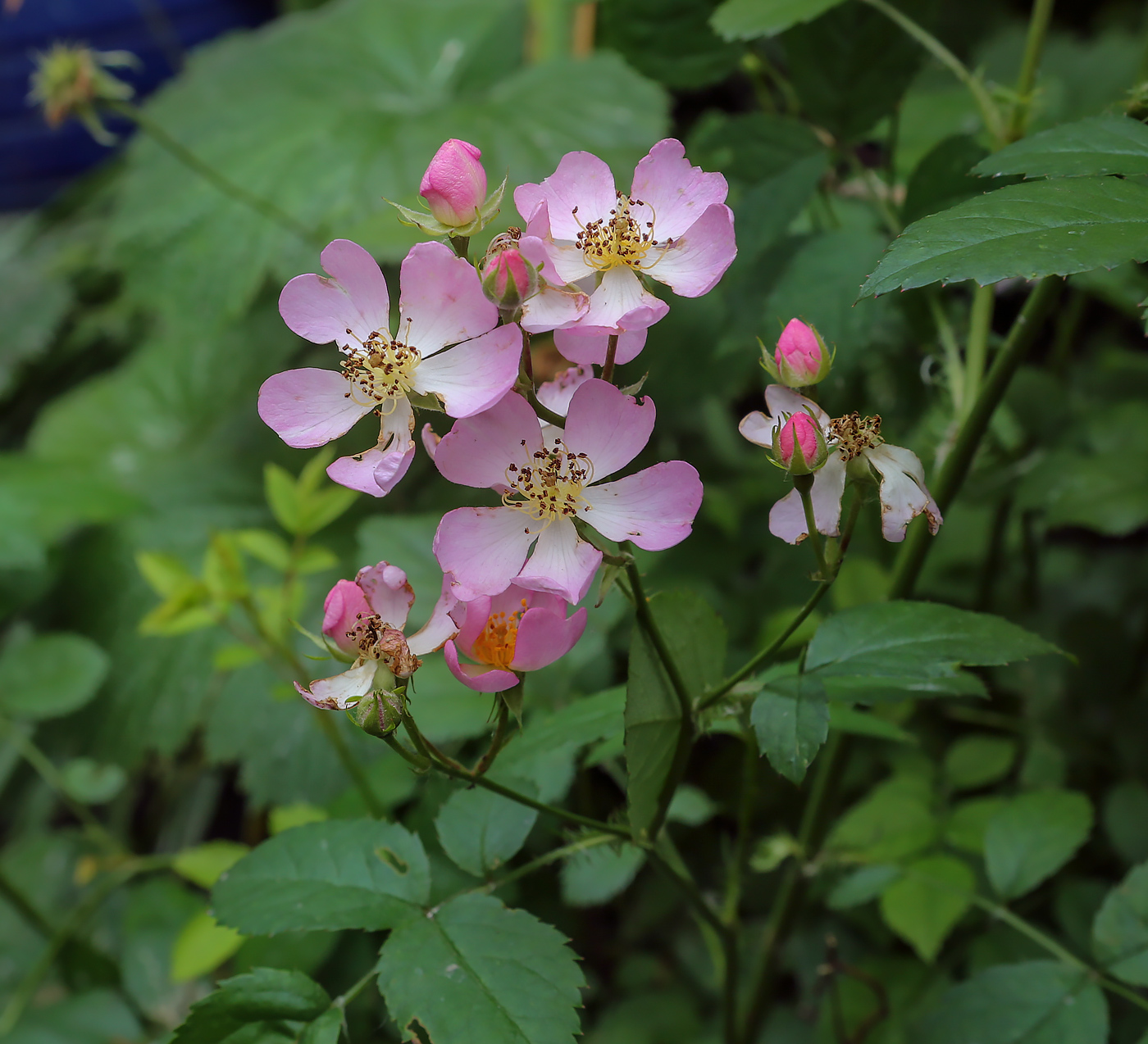 Image of Rosa multiflora specimen.