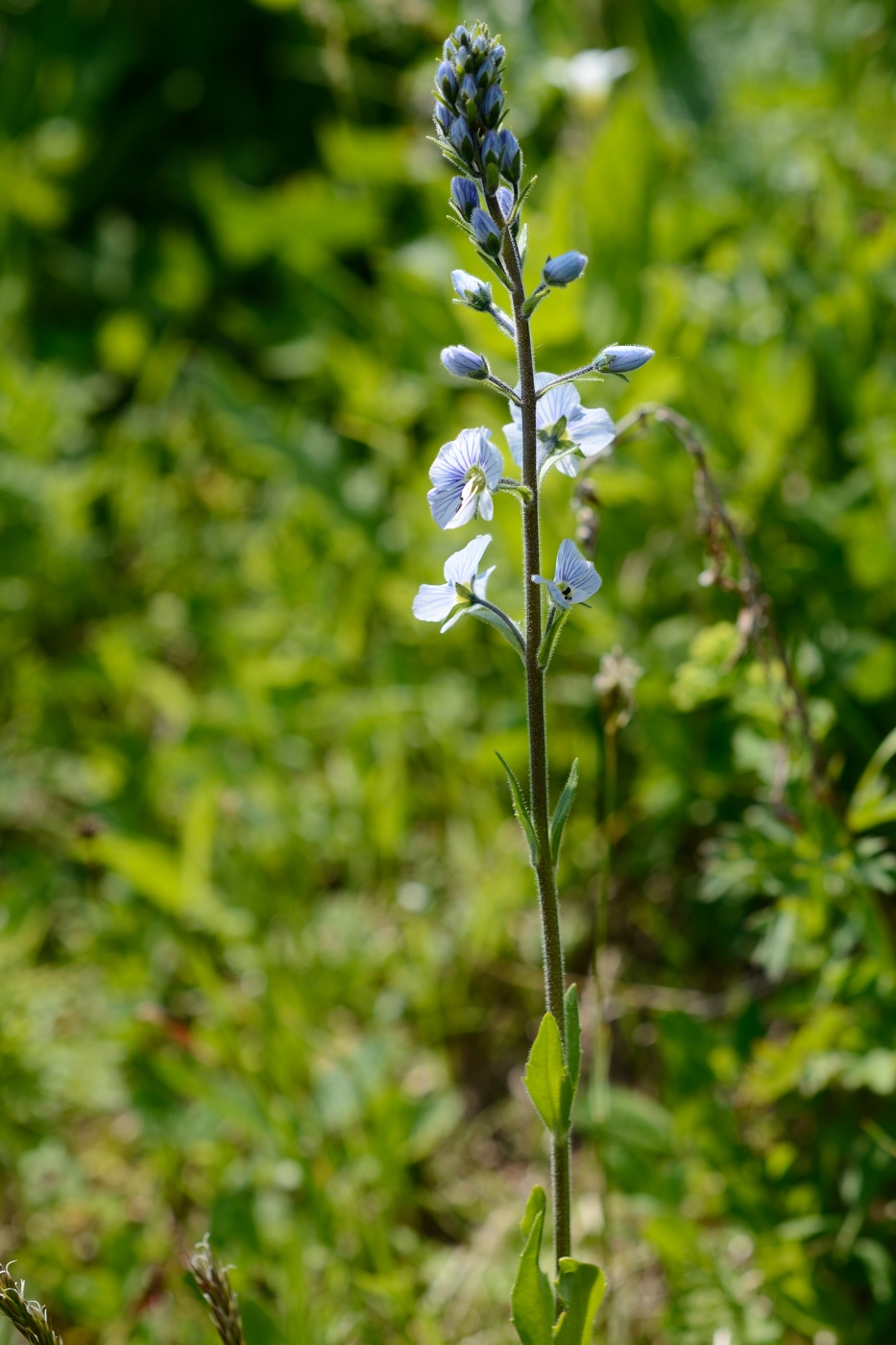 Image of Veronica gentianoides specimen.