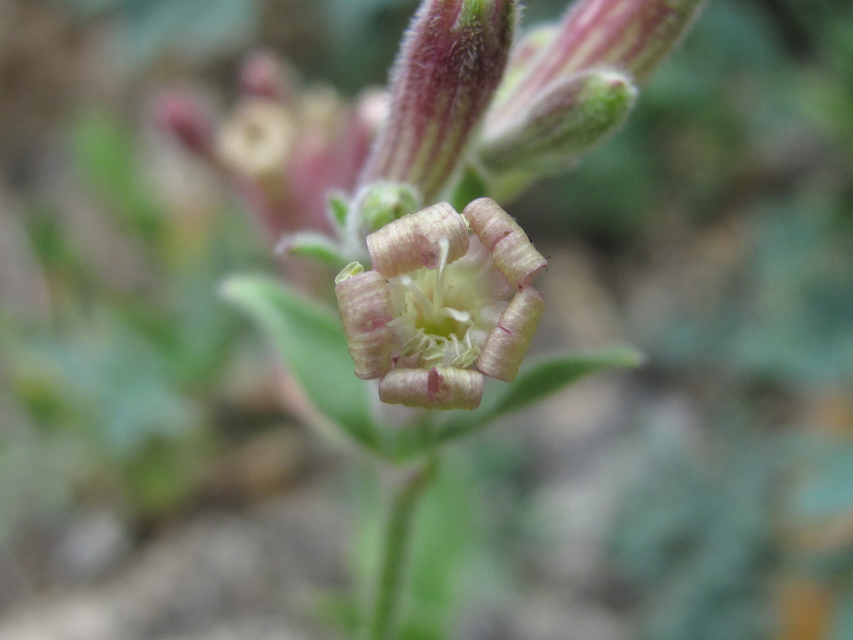 Изображение особи Silene pygmaea.