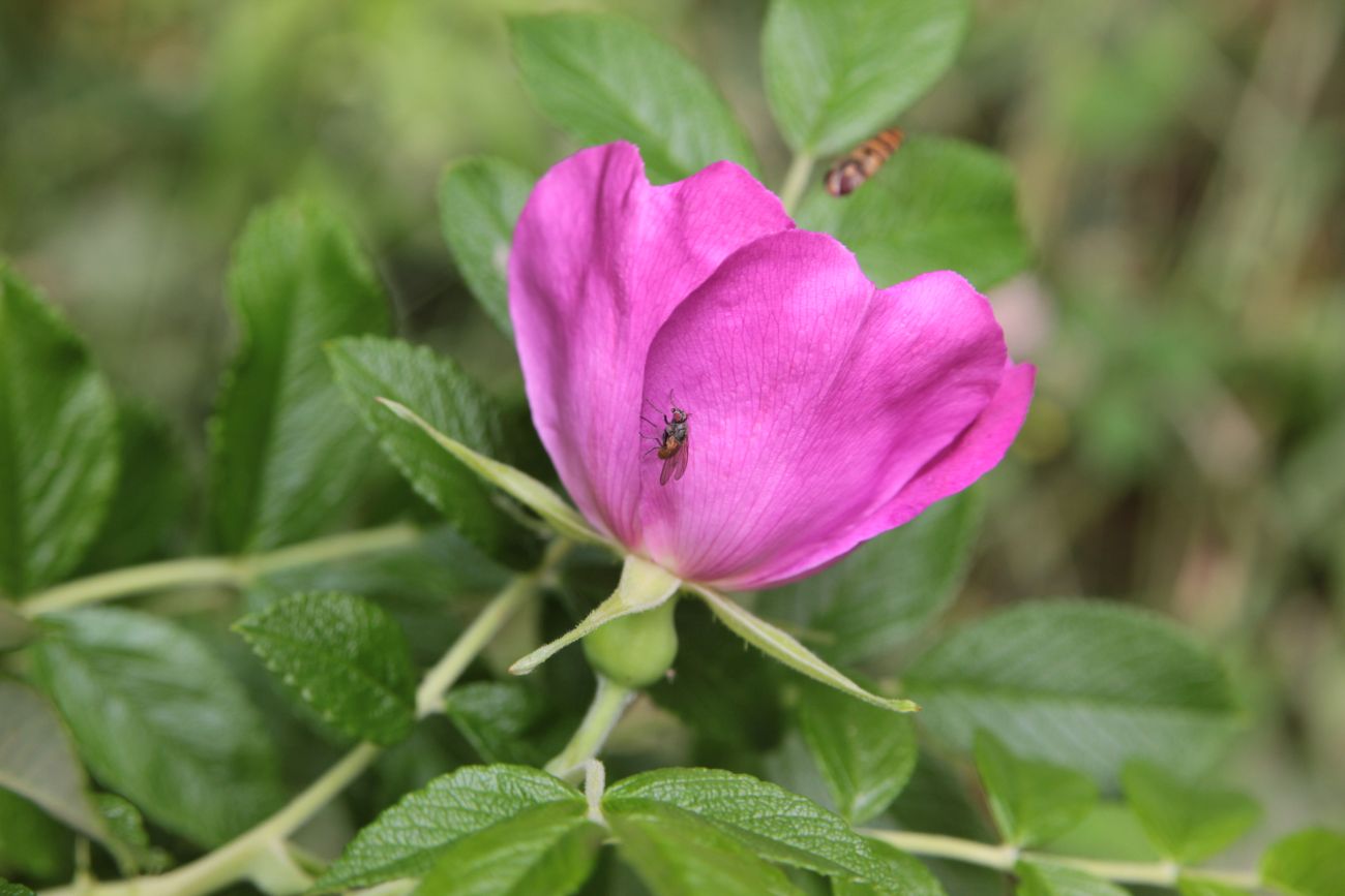 Изображение особи род Rosa.