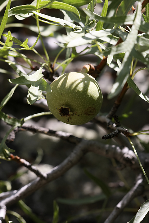 Image of Pyrus regelii specimen.