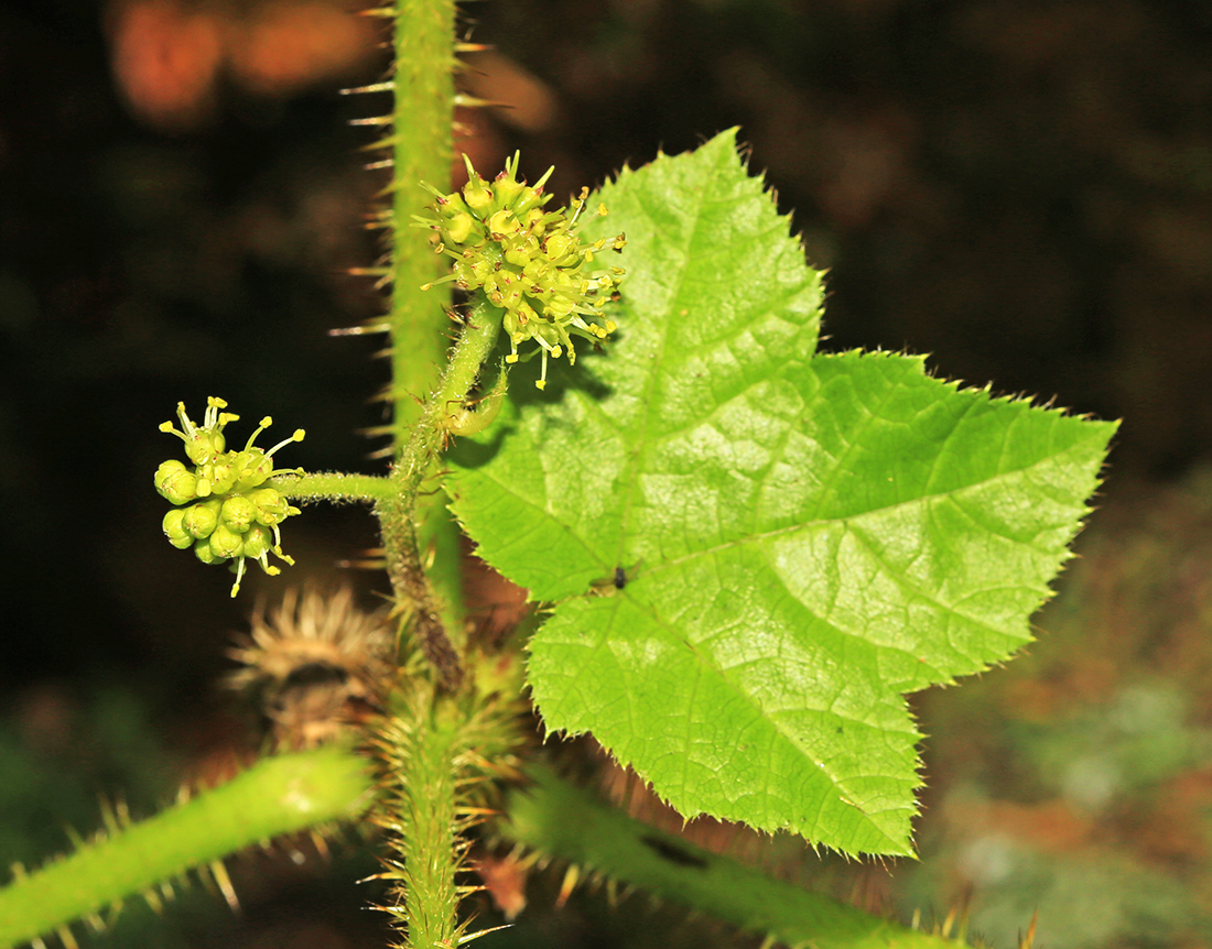 Image of Oplopanax elatus specimen.