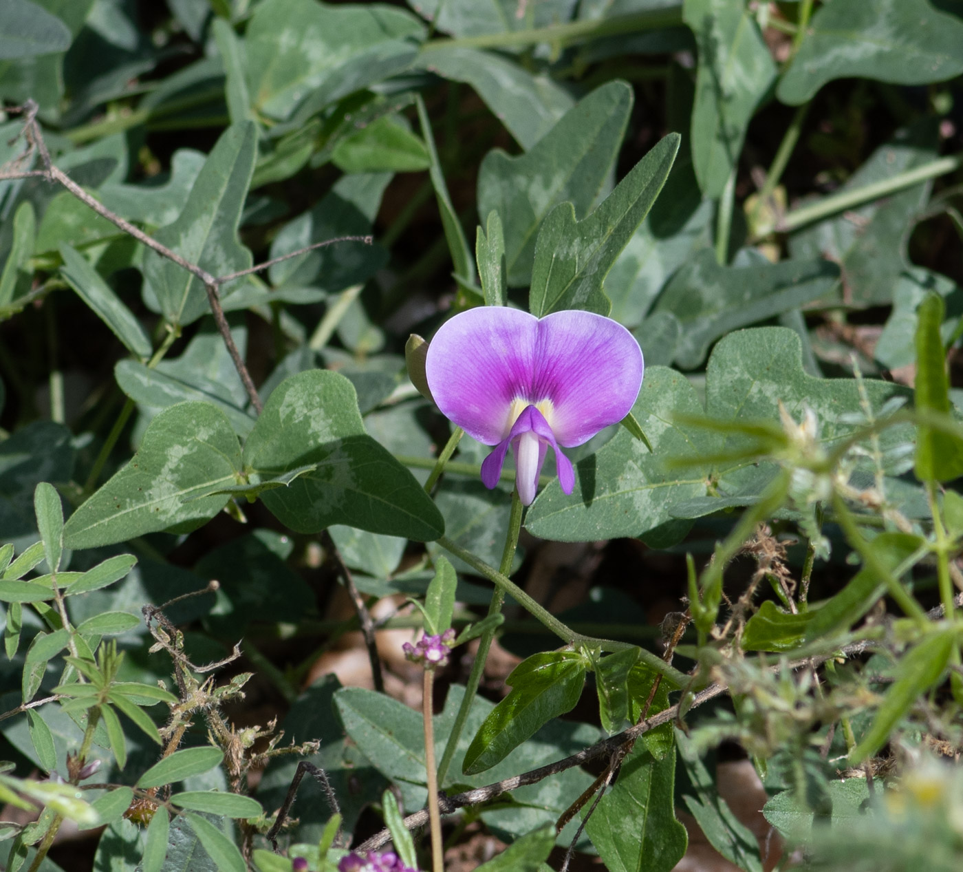 Image of Vigna frutescens specimen.