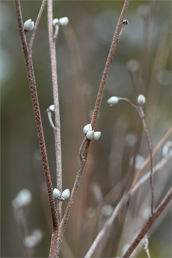 Image of Lithospermum officinale specimen.