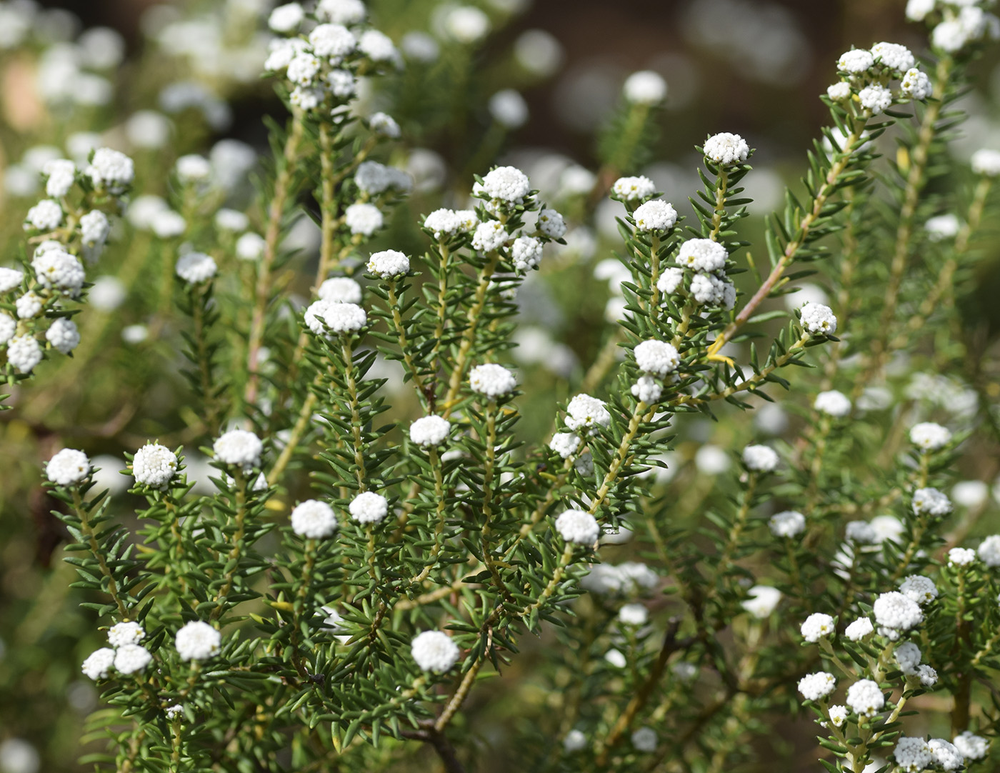 Изображение особи Phylica ericoides.