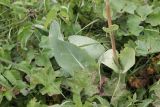 Ligularia altaica