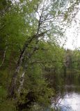 Betula pendula. Старое растение со сломанной верхушкой. Тверская обл., Весьегонский р-н, ур. Пьяная поляна, берег р. Реня. 4 июня 2020 г.
