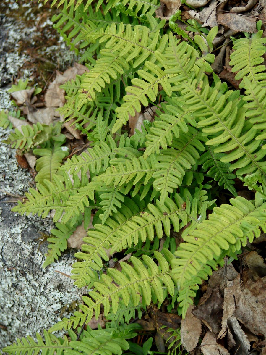 Изображение особи Polypodium sibiricum.