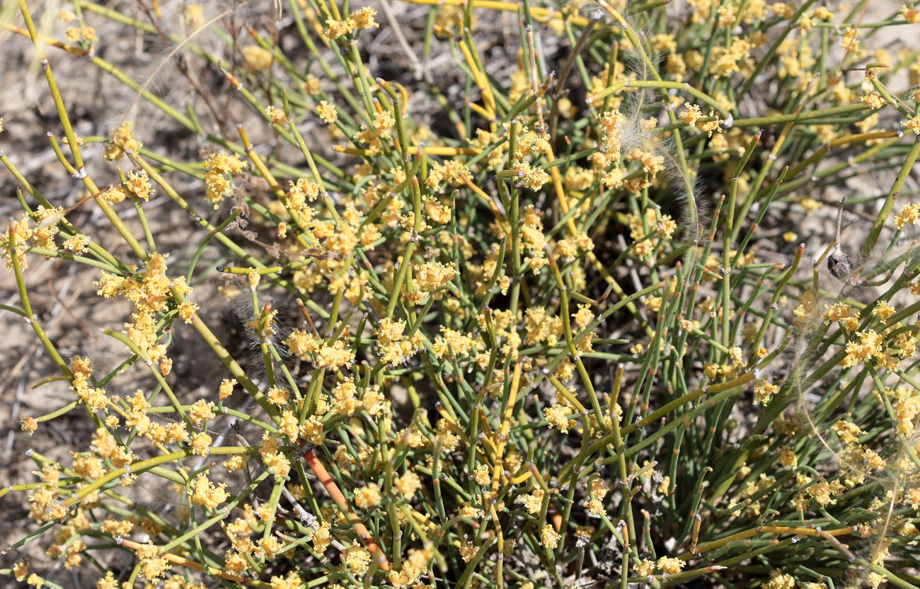 Image of Ephedra distachya specimen.