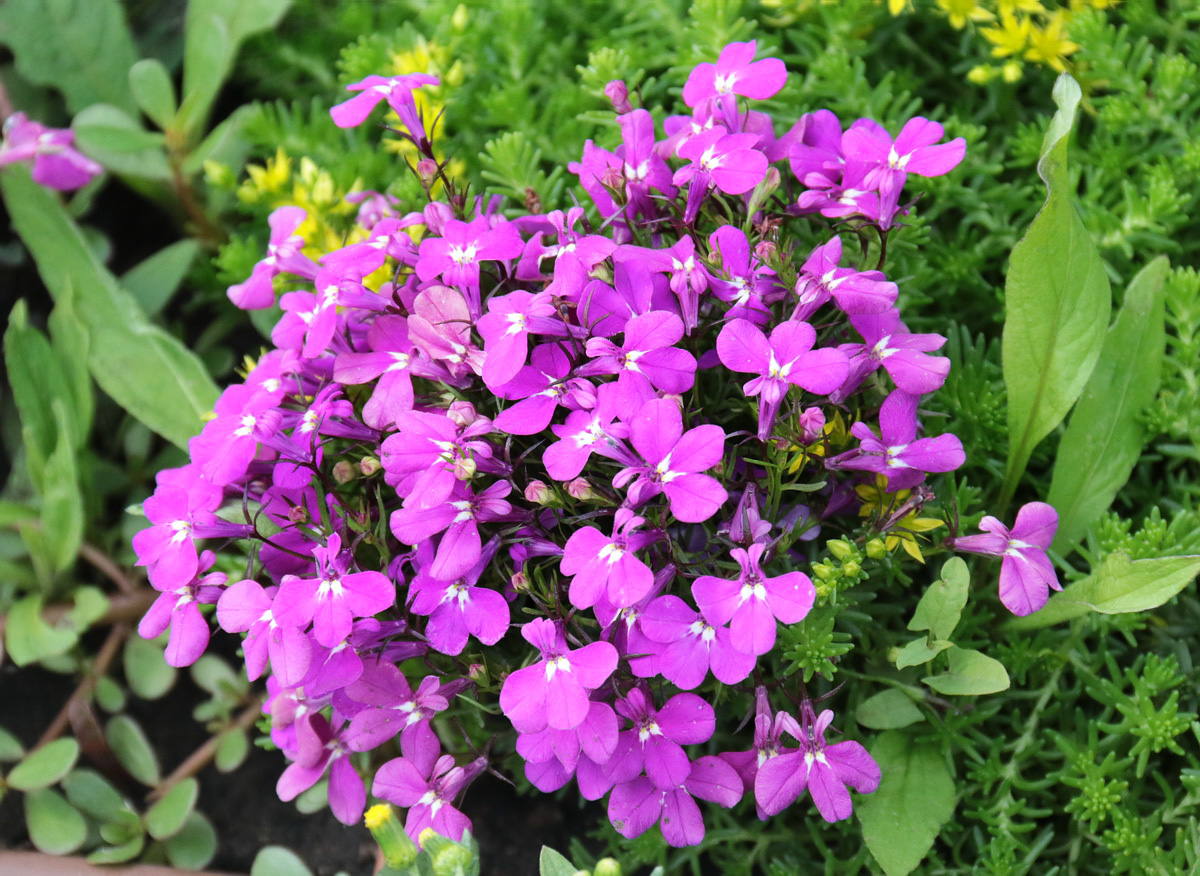 Image of Lobelia erinus specimen.