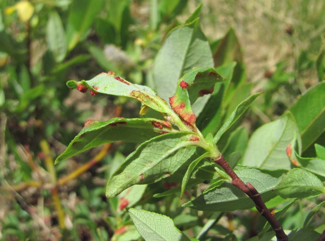 Image of Salix apoda specimen.