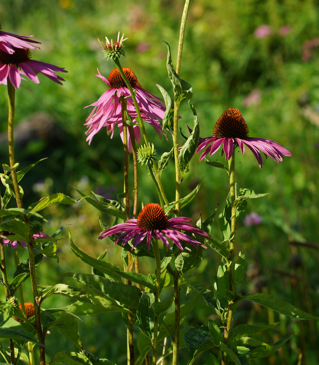 Image of Echinacea purpurea specimen.