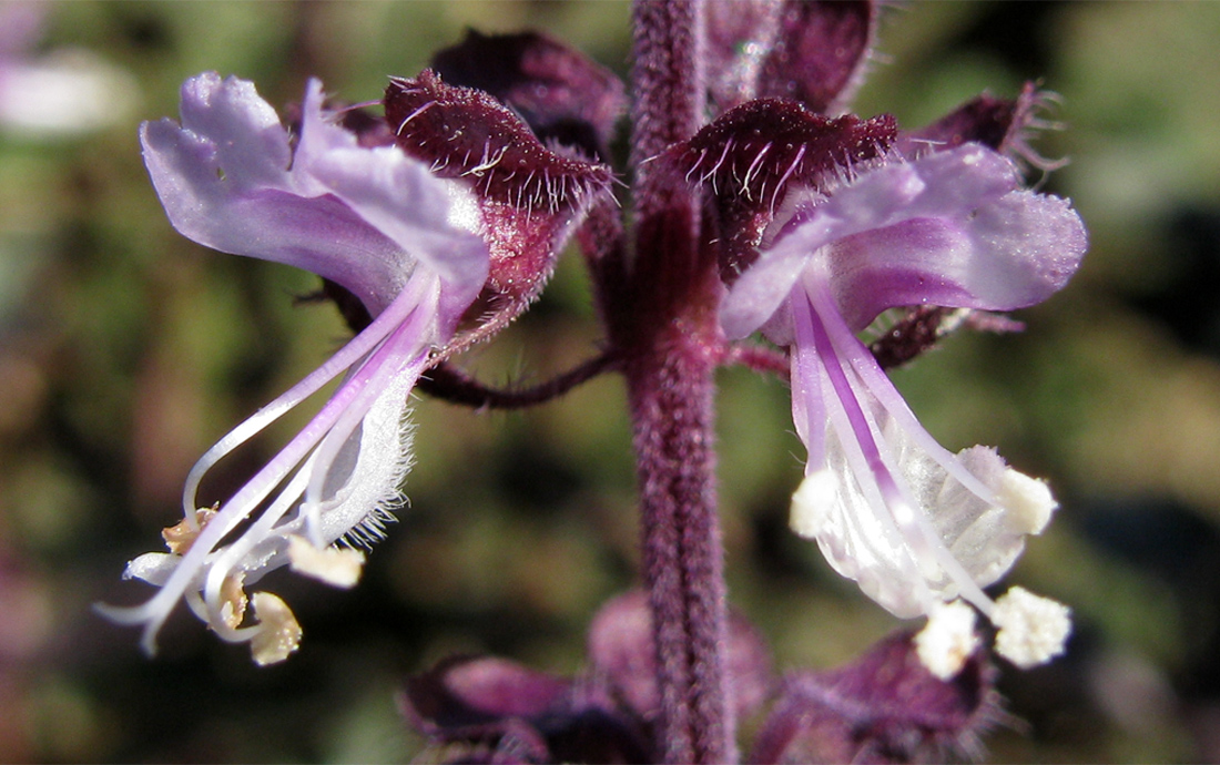 Изображение особи Ocimum basilicum.