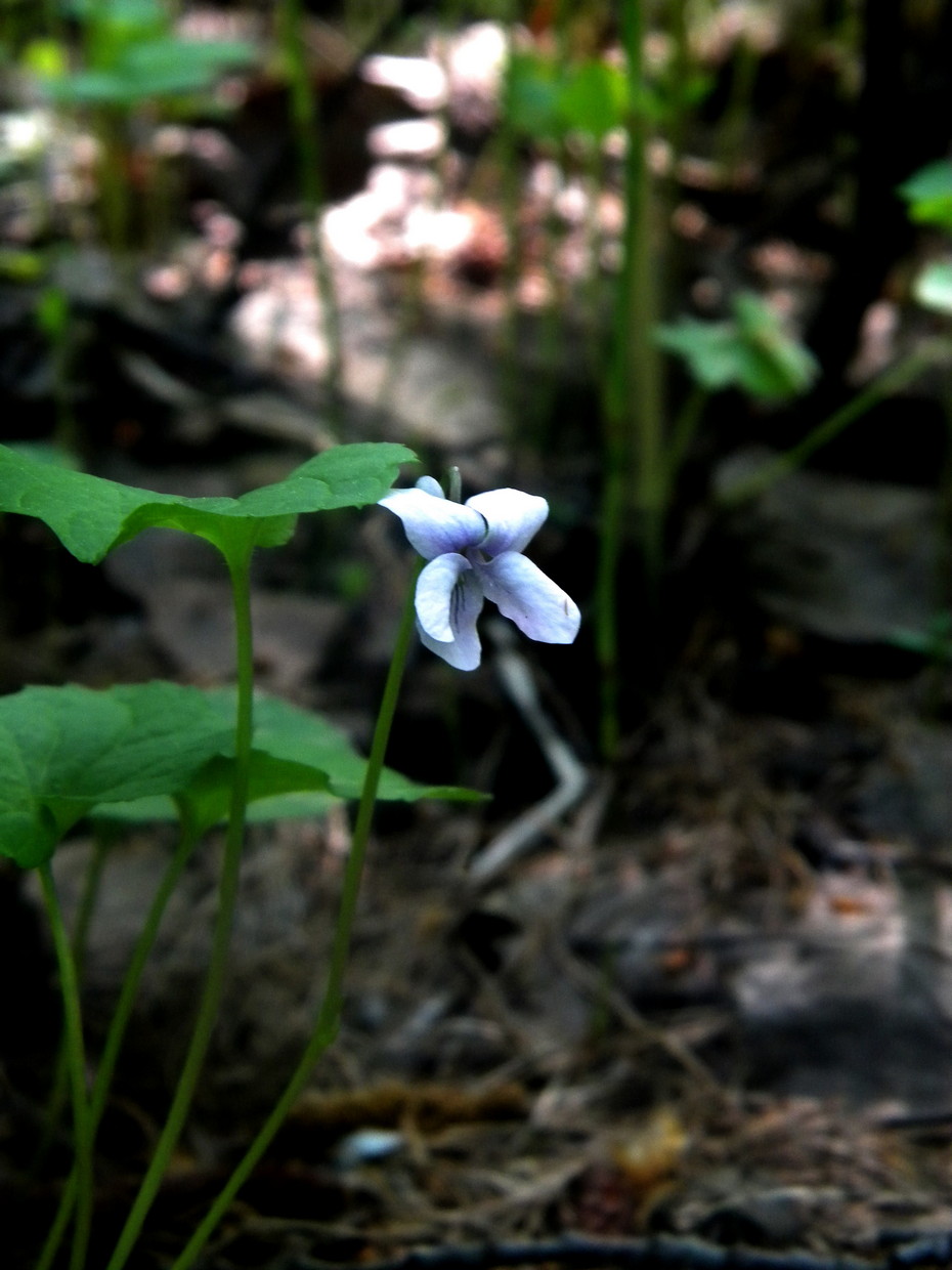 Изображение особи Viola brachyceras.
