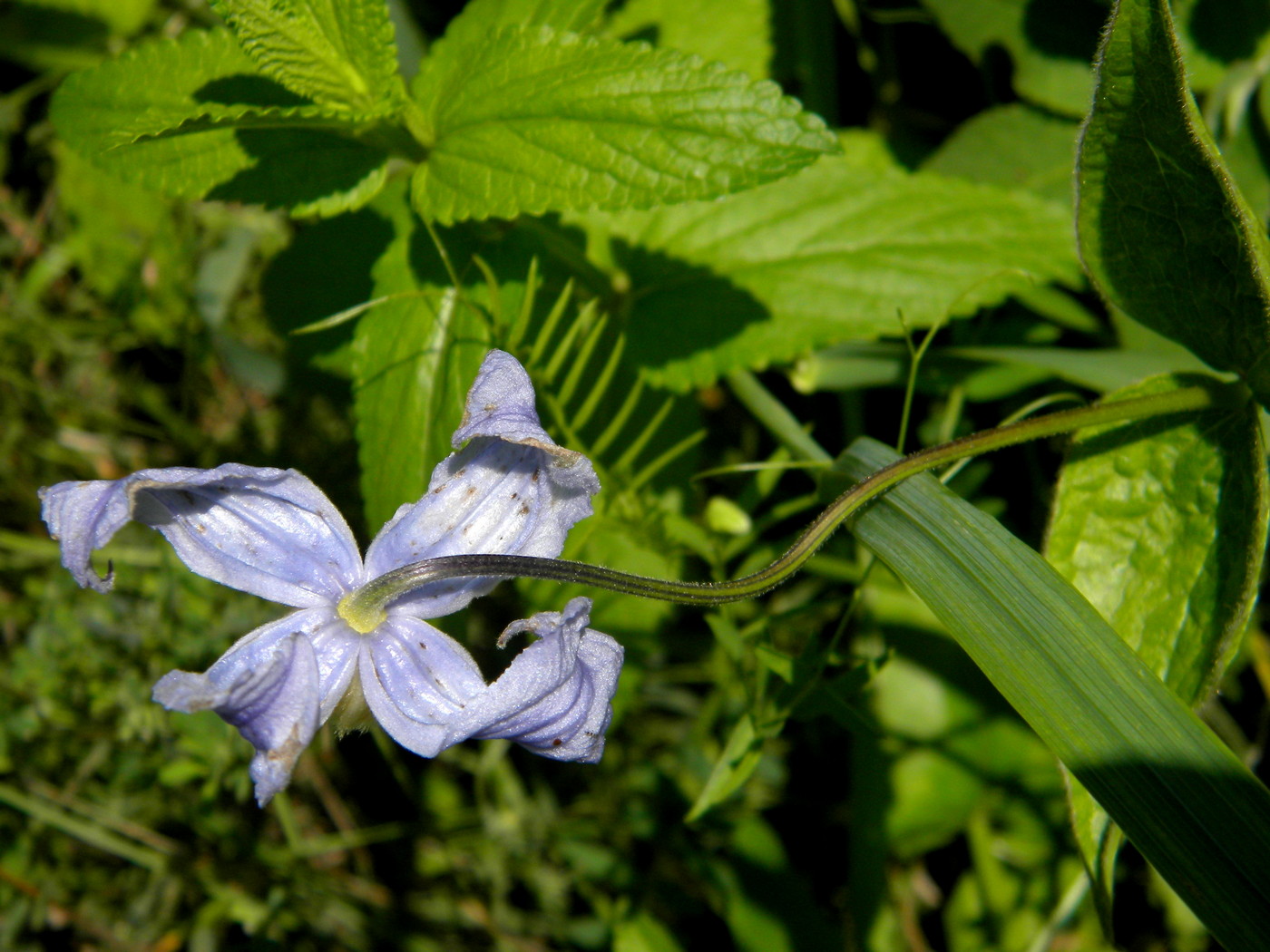 Image of Clematis integrifolia specimen.