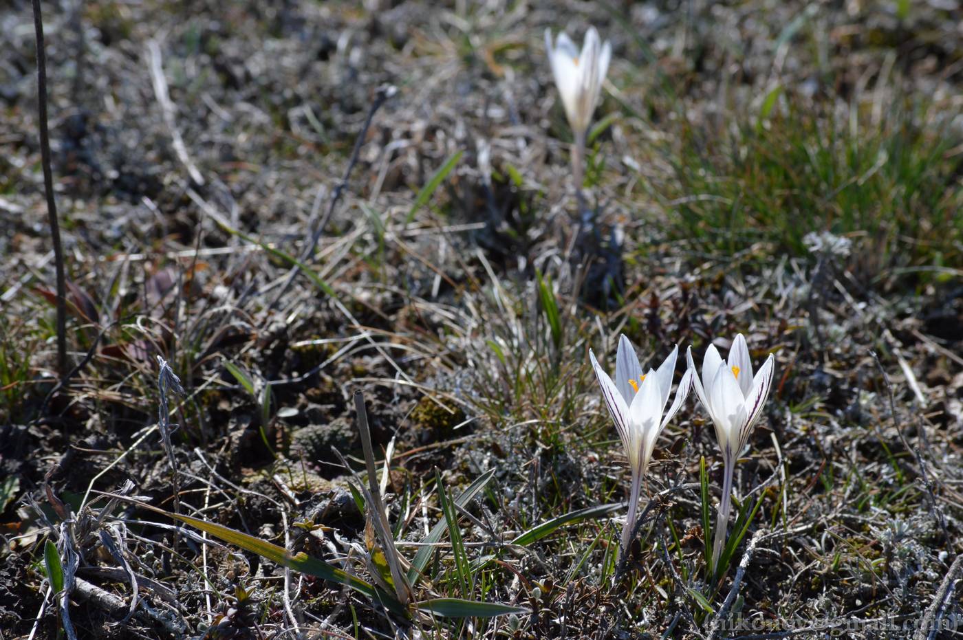 Изображение особи Crocus reticulatus.