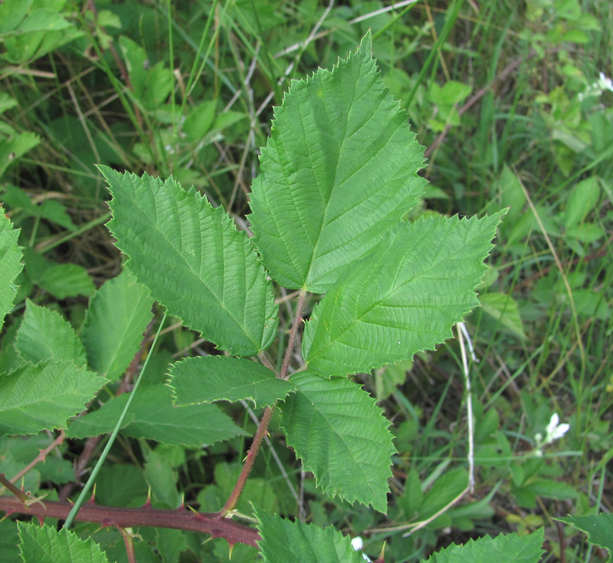 Изображение особи Rubus sanctus.
