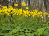 Doronicum orientale. Цветущие растения. Краснодарский край, м/о г. Новороссийск, гора Лысая-Новороссийская, ≈ 400 м н.у.м., буково-грабовый лес на северо-восточном склоне. 24.04.2021.
