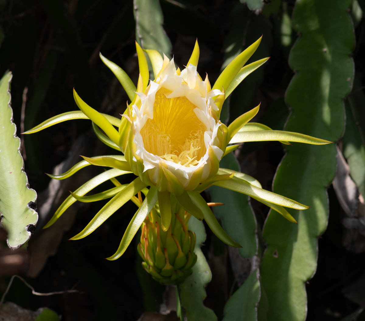 Image of genus Hylocereus specimen.