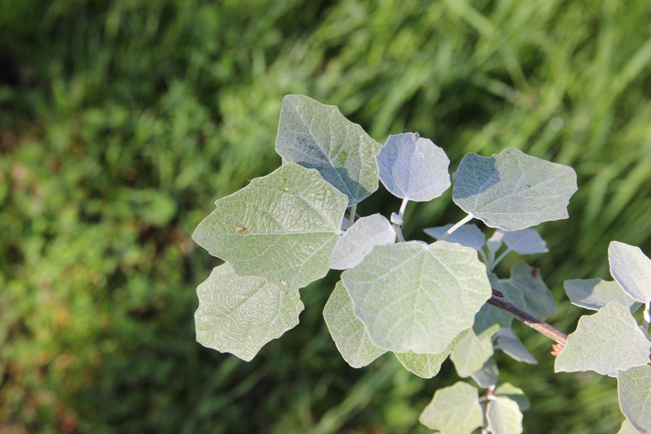 Изображение особи Populus alba.