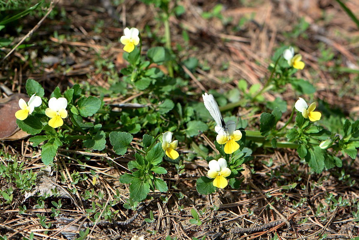 Image of Viola &times; contempta specimen.