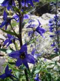 Delphinium flexuosum