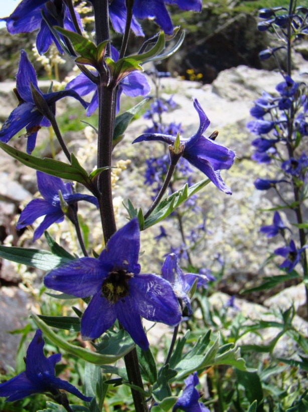 Image of Delphinium flexuosum specimen.