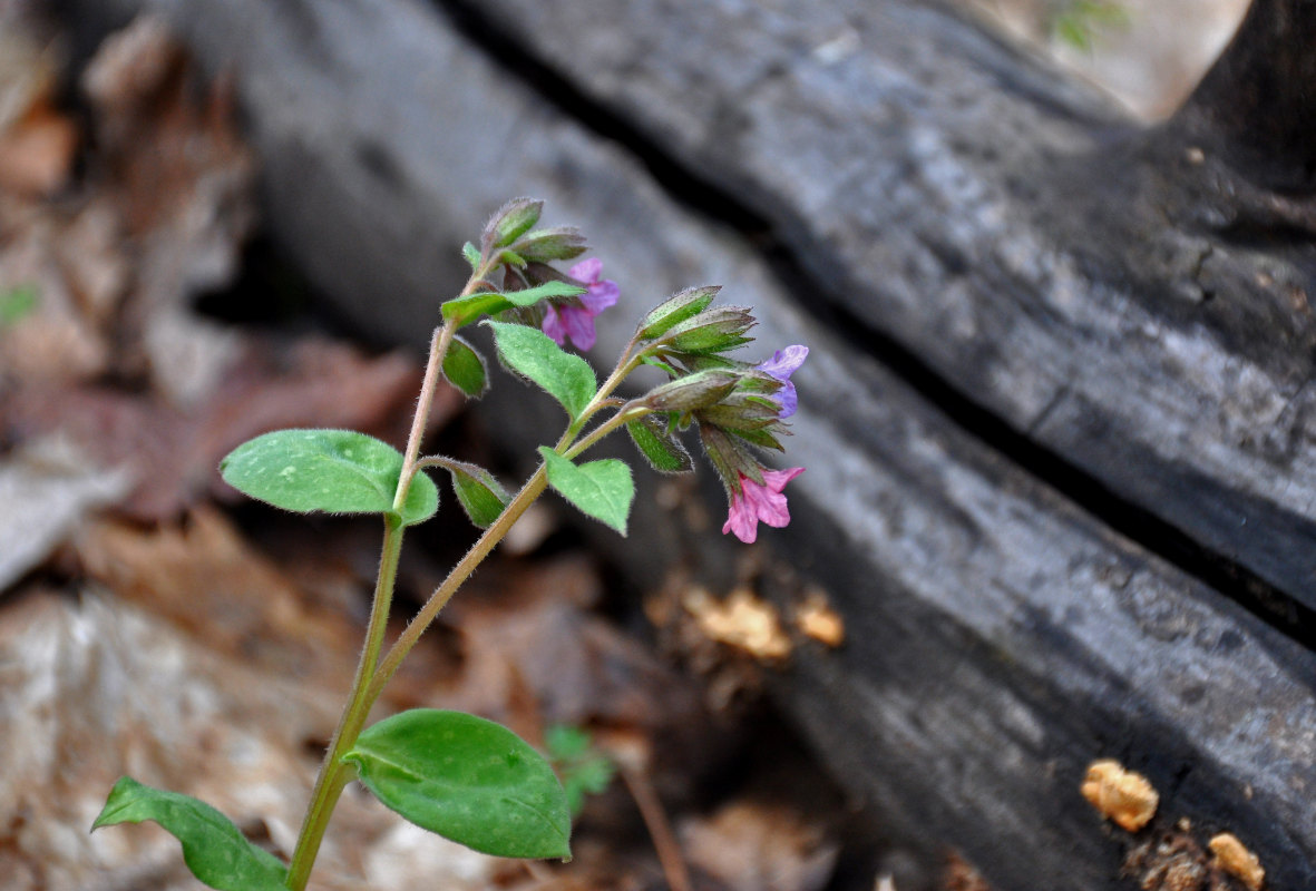 Изображение особи Pulmonaria obscura.