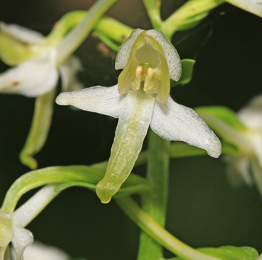 Изображение особи Platanthera metabifolia.