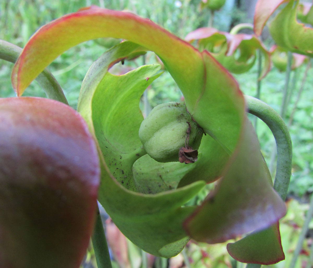Изображение особи Sarracenia purpurea.
