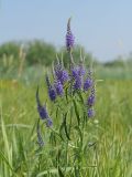 Veronica longifolia