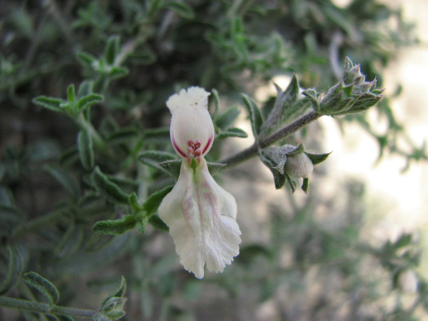 Изображение особи Stachys fruticulosa.