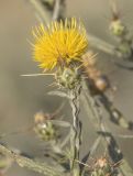 Centaurea solstitialis